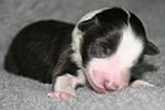 Shape of Blue Hope HP's Ace (Smokey), 157 g, vergeben