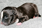 Shape of Blue Hope HP's Aylin (Rocci) 154 g, vergeben