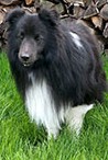 Lorcan vom Hegauerland